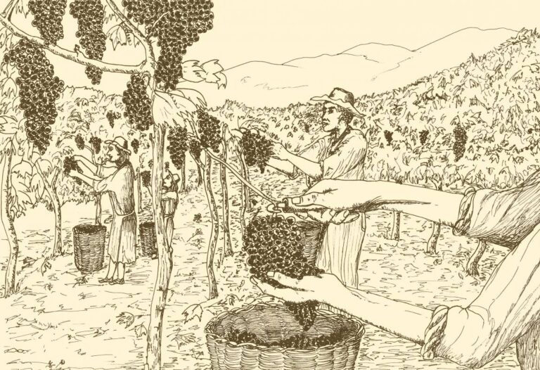 Recreación de la cosecha de la uva, en la vendimia colonial.